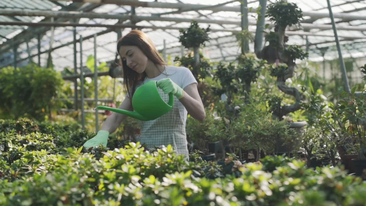 快乐的女花匠在围裙浇水室内植物和花。这个女孩在温室里照料室内植物。照顾花视频素材