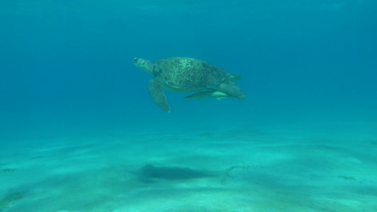 绿海龟。视频素材