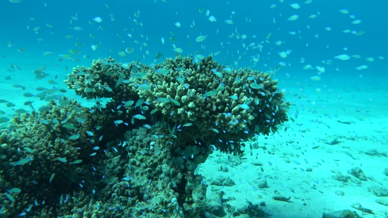 蓝绿色chromis。视频素材