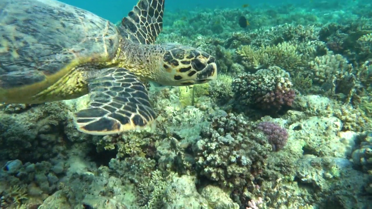 玳瑁海龟。视频素材