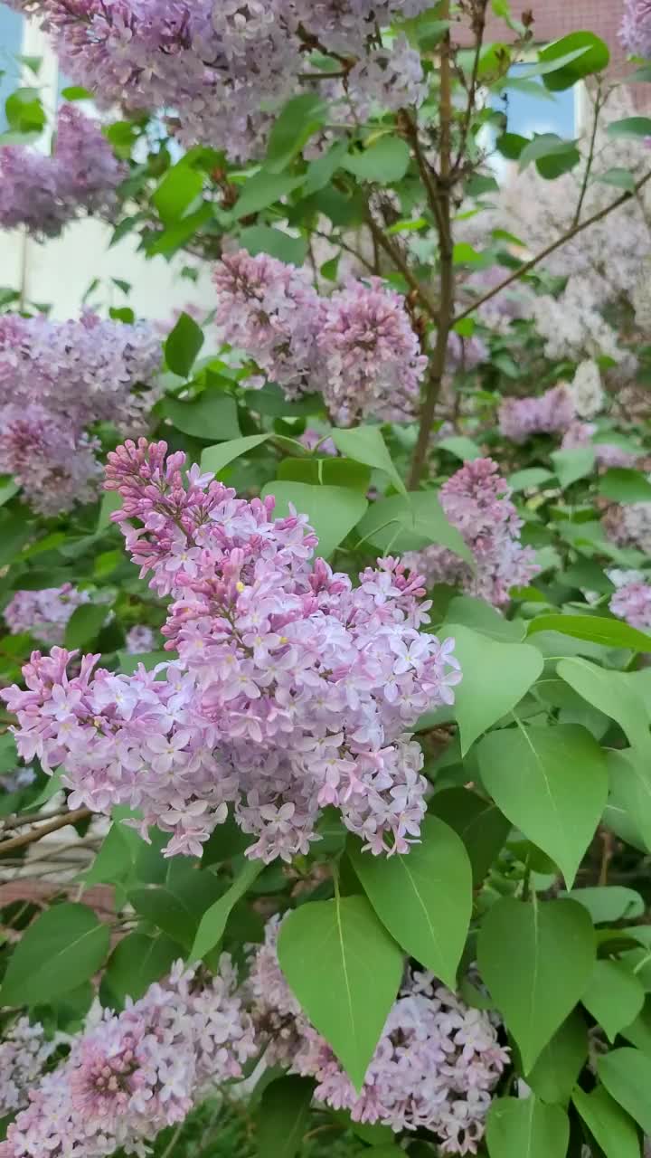 春天的丁香花，4k特写视频。美丽的紫色花朵在风中摇曳。垂直视频素材