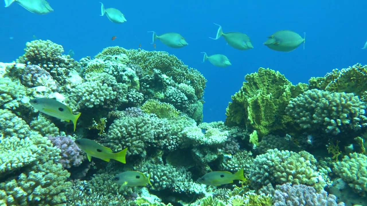 美丽的鱼在红海的珊瑚礁。视频素材