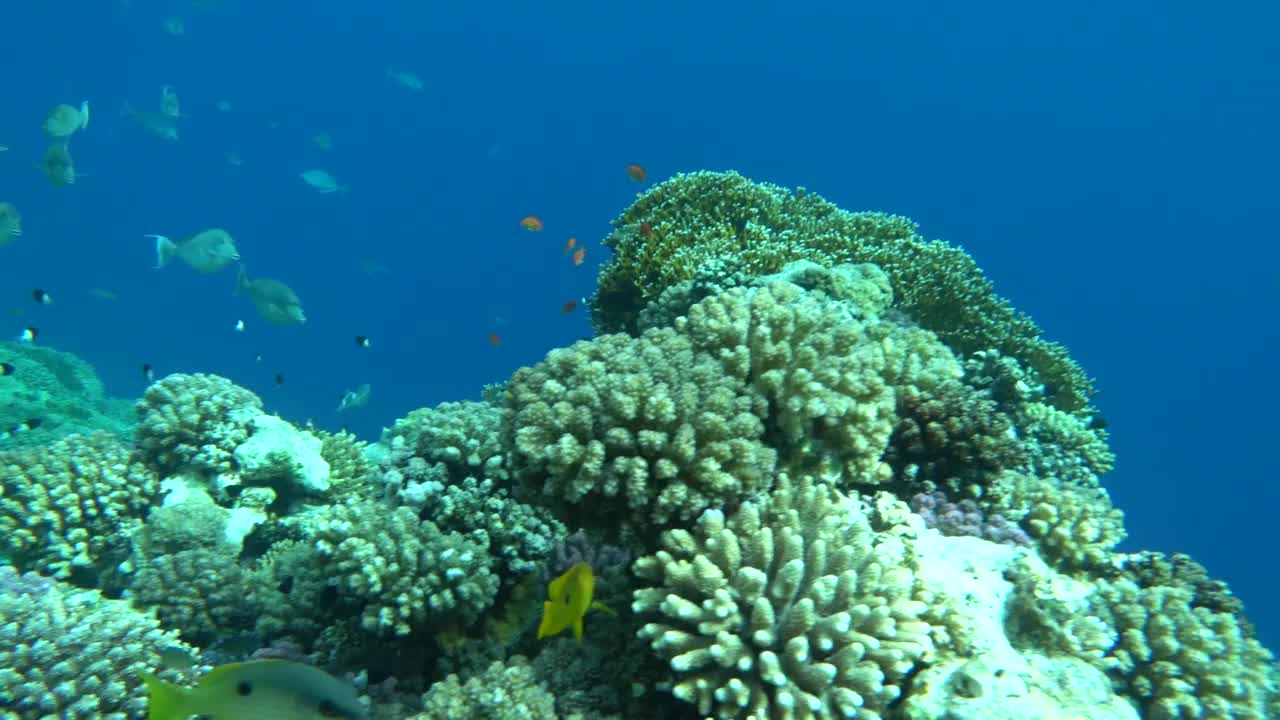 美丽的鱼在红海的珊瑚礁。视频素材