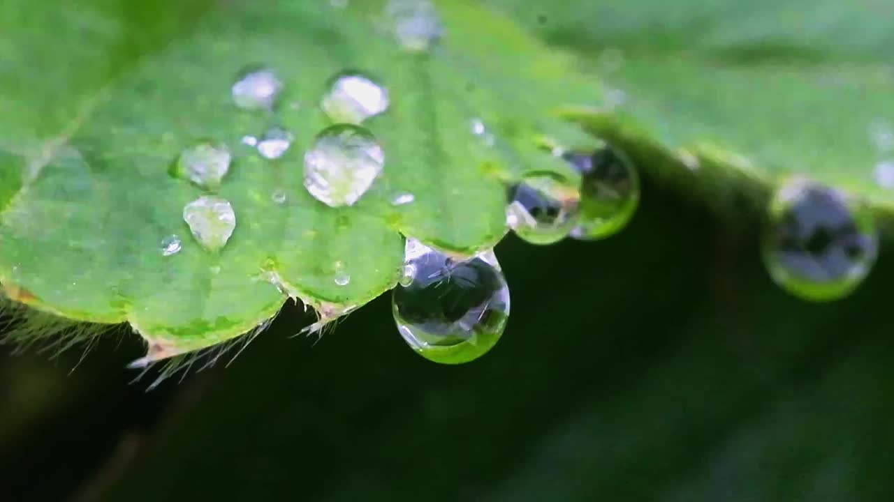 草莓叶边缘的水滴视频素材