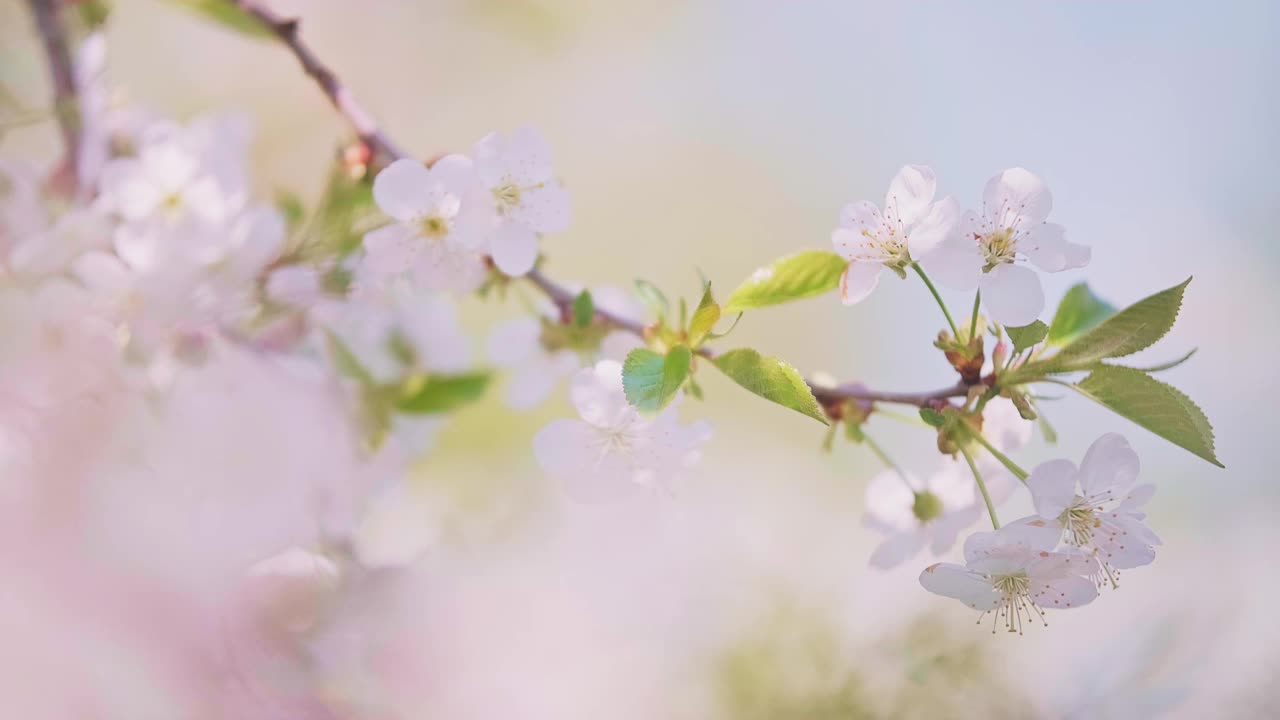 樱花盛开，白色的花朵盛开，小绿叶在春天的风中摇曳。视频素材