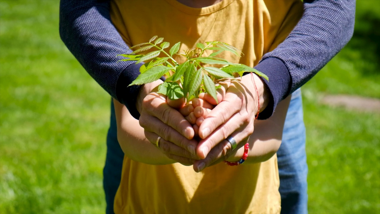 孩子和父亲正在种植植物。有选择性的重点。孩子,视频素材