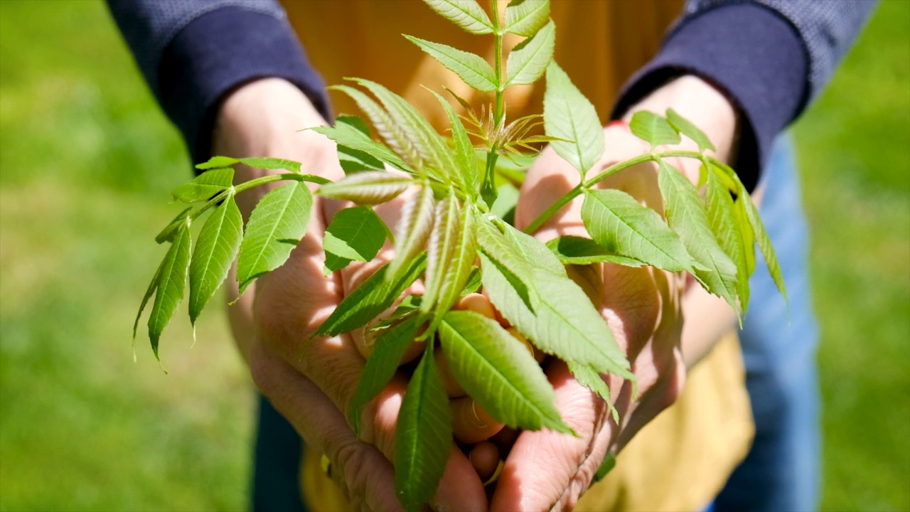 孩子和父亲正在种植植物。有选择性的重点。孩子,视频素材