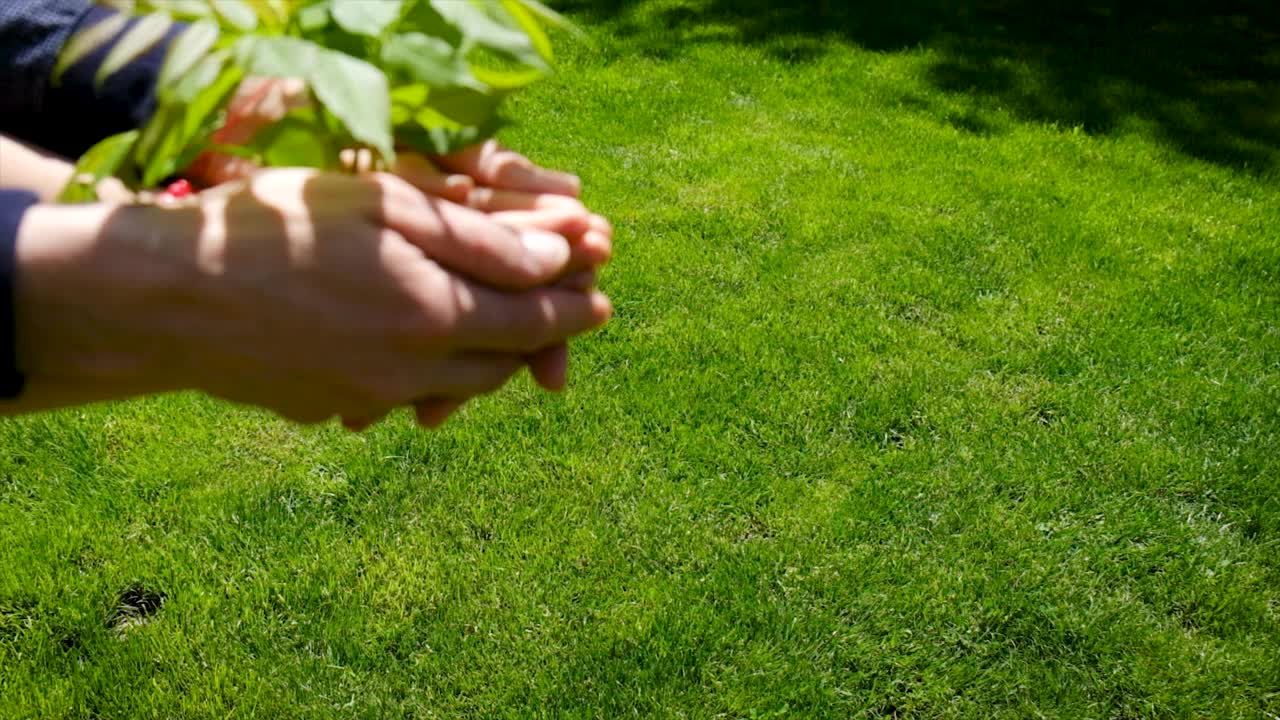 孩子和父亲正在种植植物。有选择性的重点。孩子,视频素材