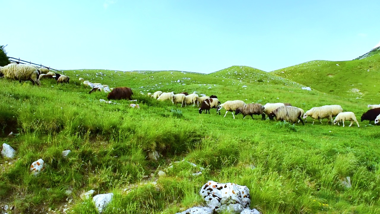 一群羊在青山上吃草。Durmitor国家公园。黑山。视频素材