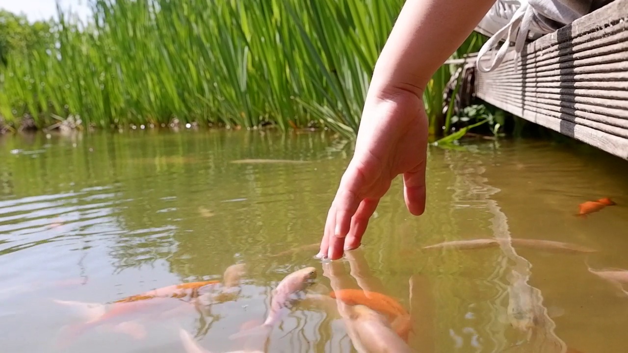 一个孩子用食指触摸水的手和一群锦鲤生活在池塘里视频下载