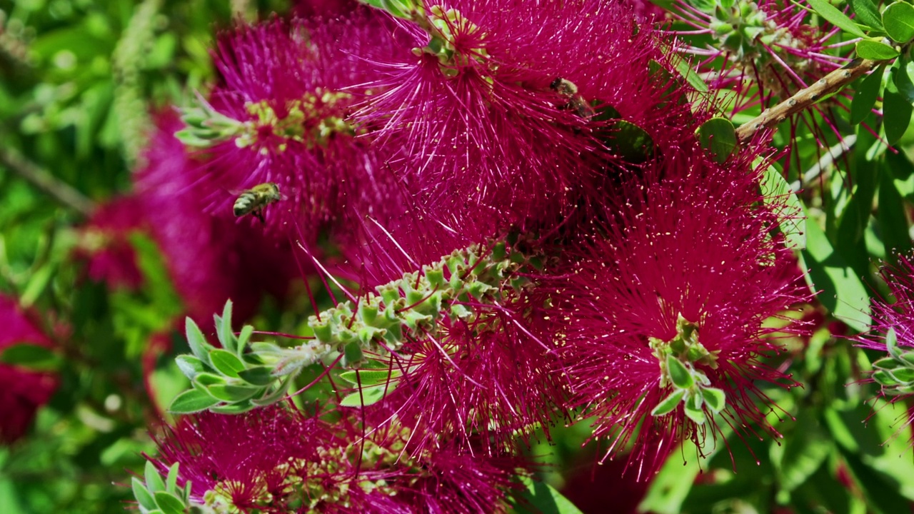 蜜蜂和柑橘花视频素材