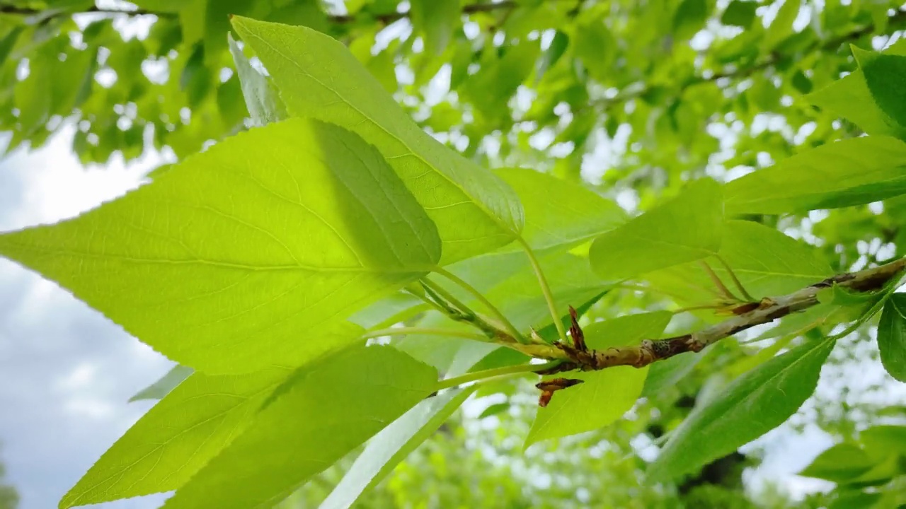 杨树的树枝，树叶随风飘动。选择性对焦，模糊背景视频素材