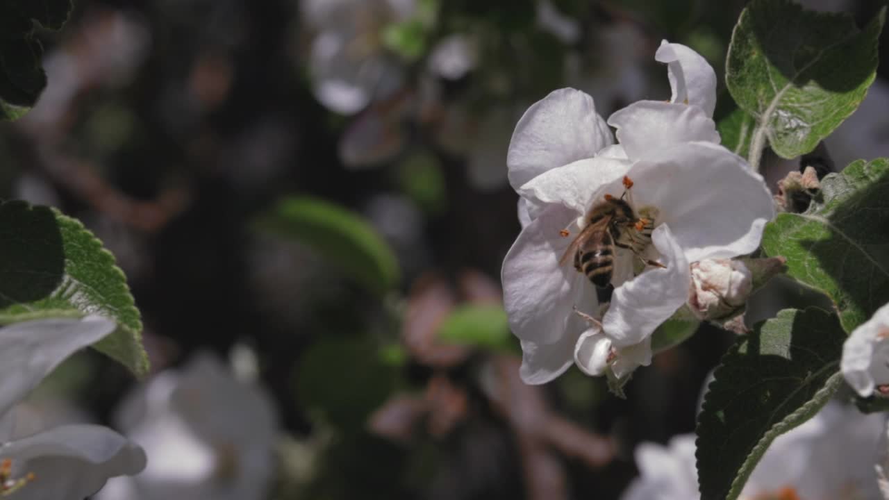 苹果树上开着白花，春天果树盛开视频素材