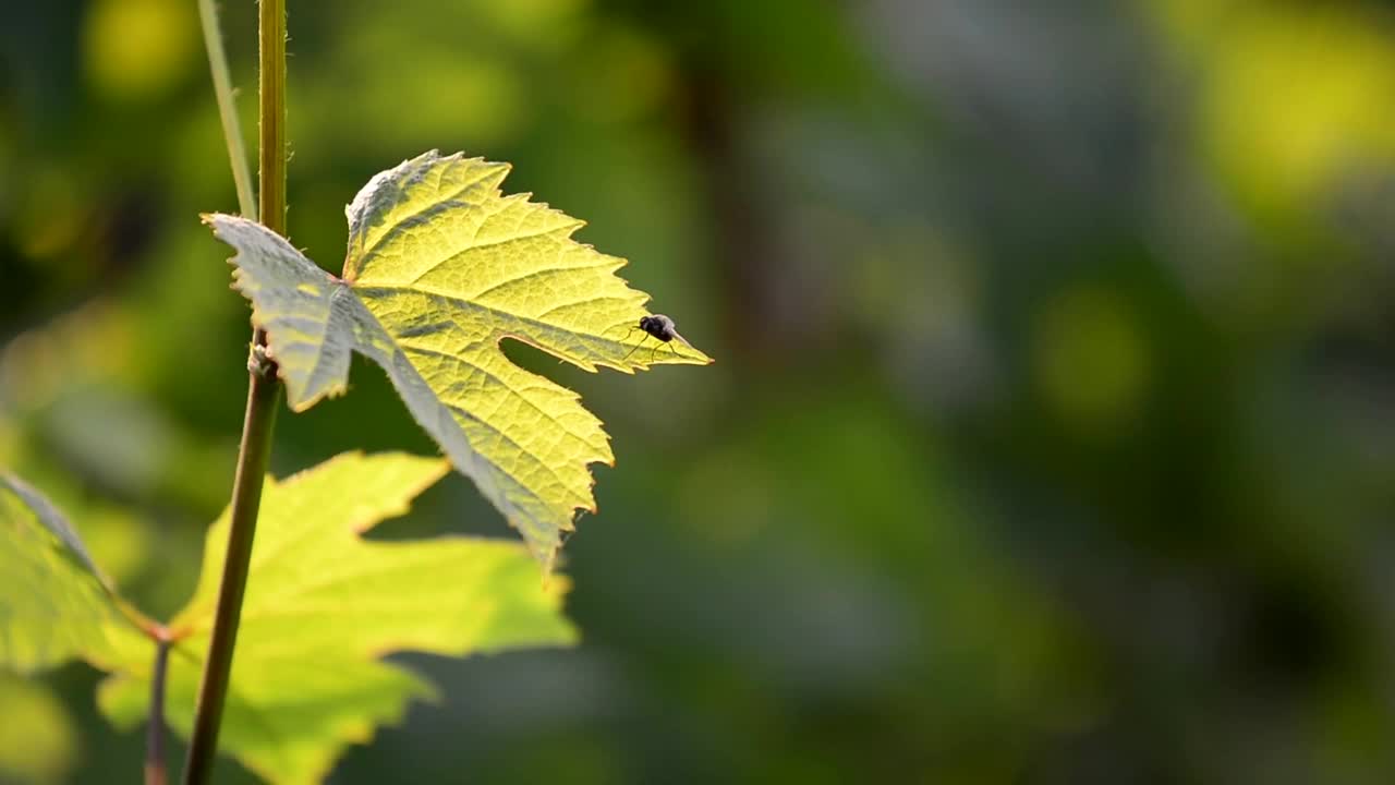 法国博若莱产区葡萄园里的葡萄叶视频素材