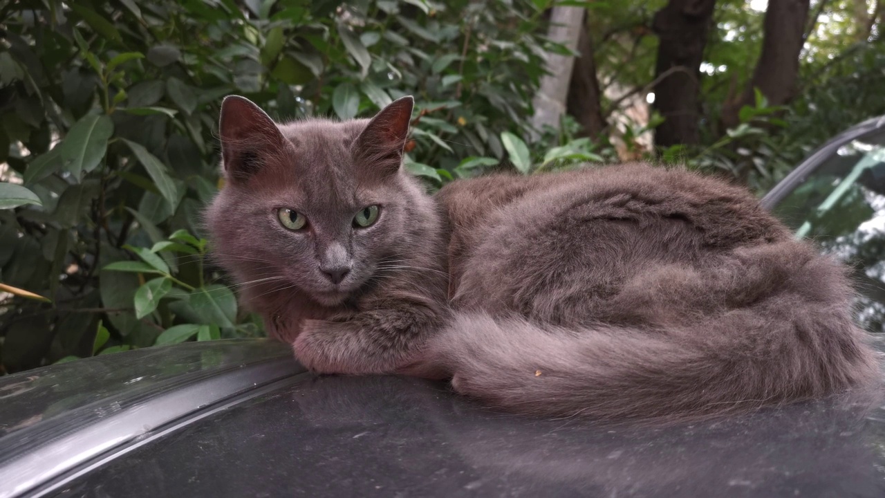 灰色的猫特写。视频素材