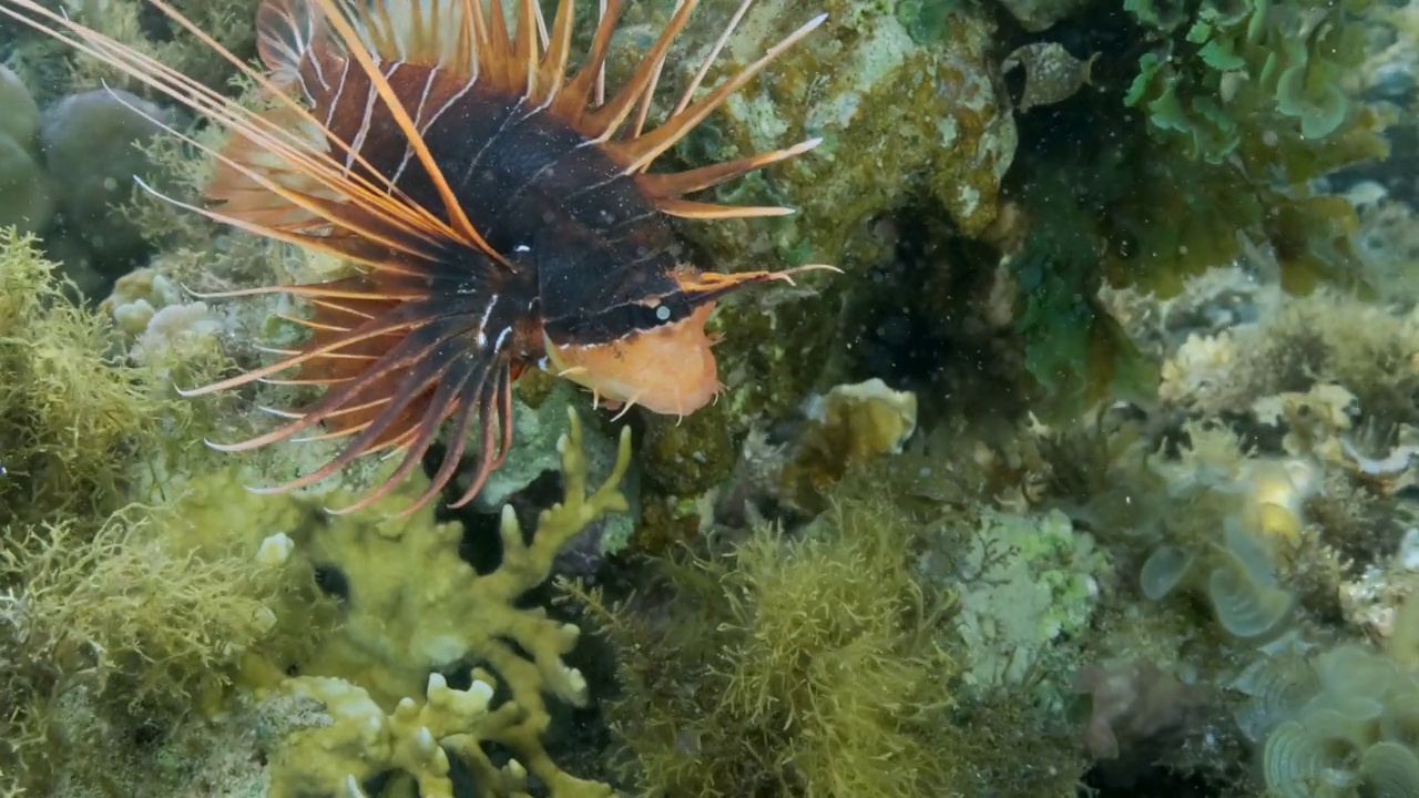 放射状的萤火虫或红海狮鱼(Pterois radiata, Pterois cincta)在海藻覆盖的海床上游泳。慢镜头特写,视频素材