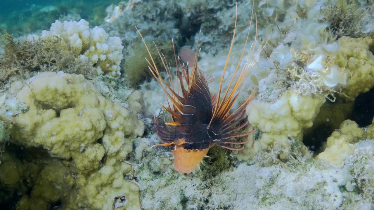 放射状的萤火虫或红海狮鱼(Pterois radiata, Pterois cincta)在海藻覆盖的海床上游泳。慢镜头特写,视频素材