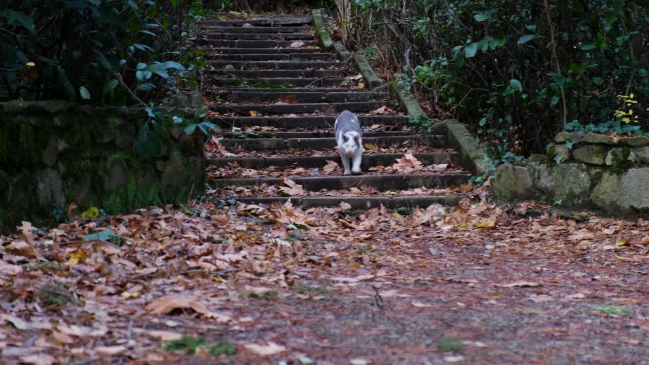 一只家养的毛茸茸的灰色小猫穿过秋天的森林。视频素材