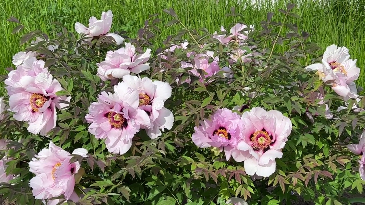 牡丹花在花园里美丽的粉红色花丛。视频素材