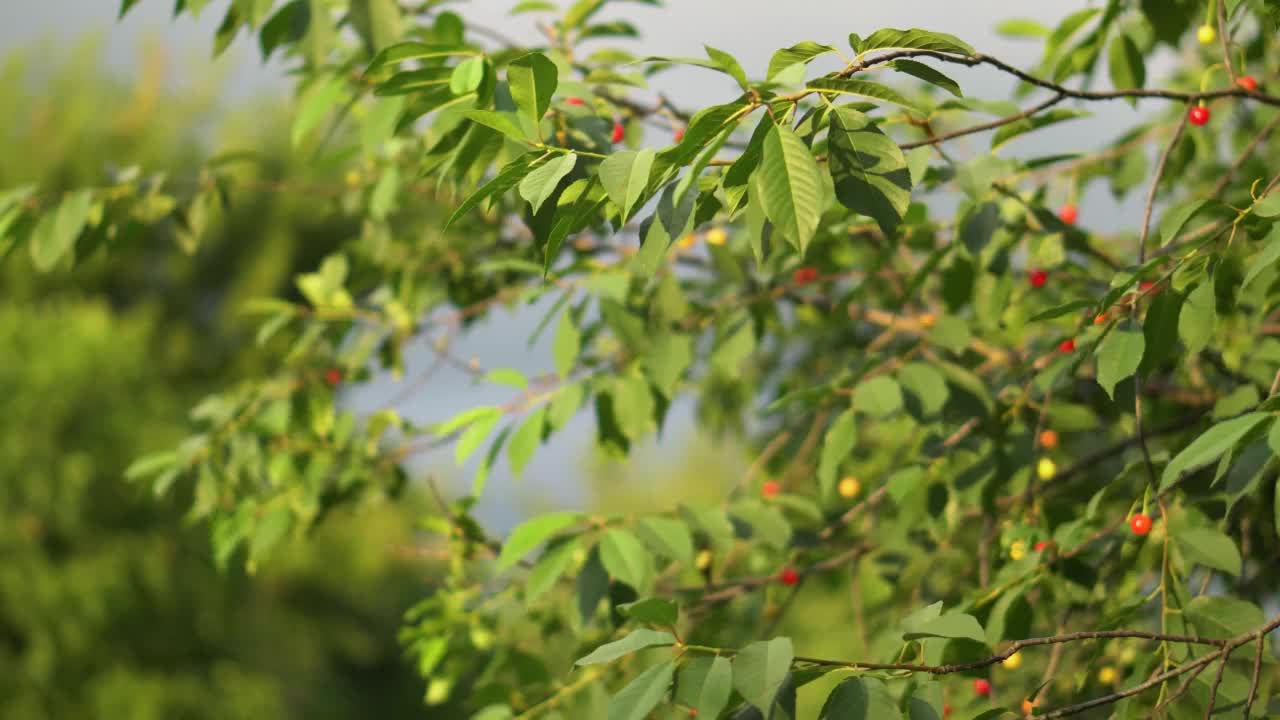 花园里的樱桃。不是树上成熟的绿红色果实的特写视频下载