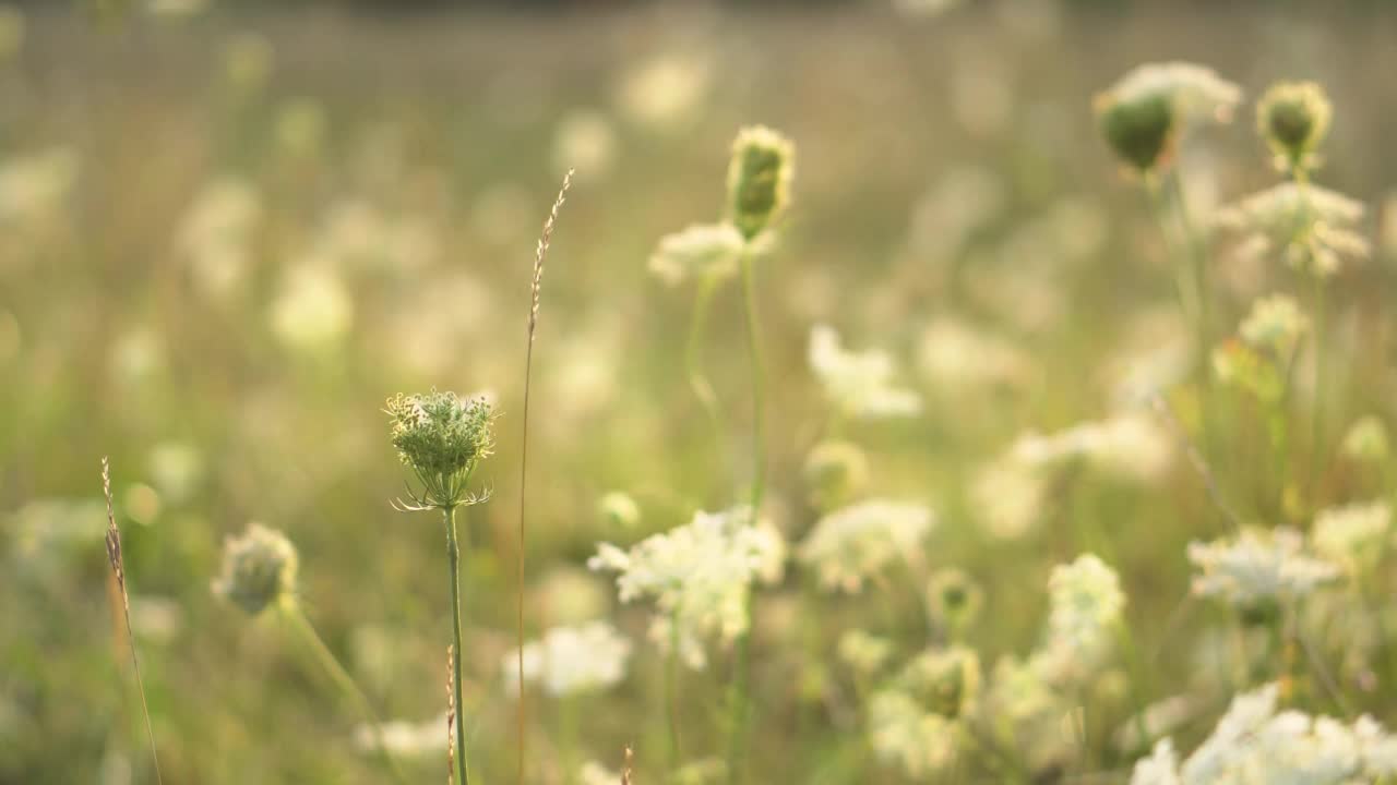 白色野花的花朵背景。夏天美丽的大自然视频下载