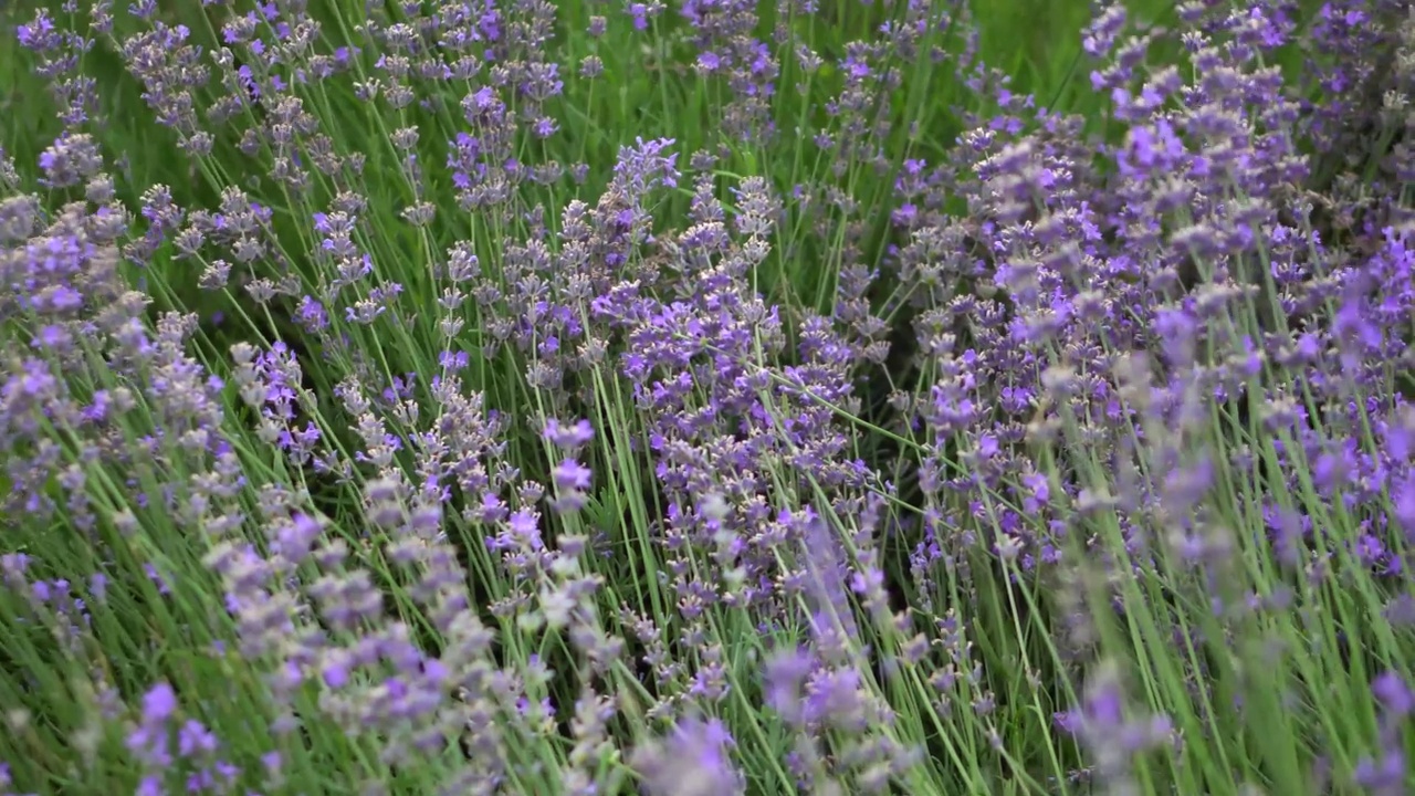 盛开的薰衣草特写。田野里开着美丽的紫色花朵视频素材