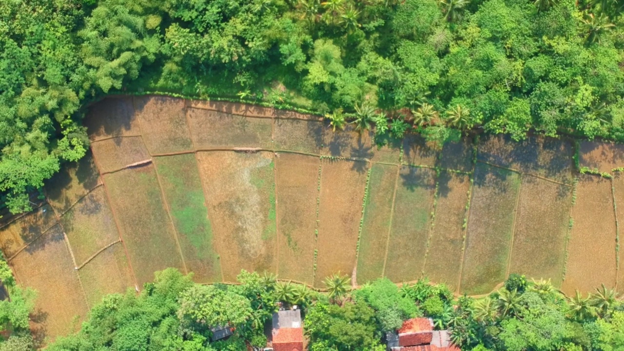 人工林之间稻田区域的鸟瞰图。农村地区的农业用地。视频素材