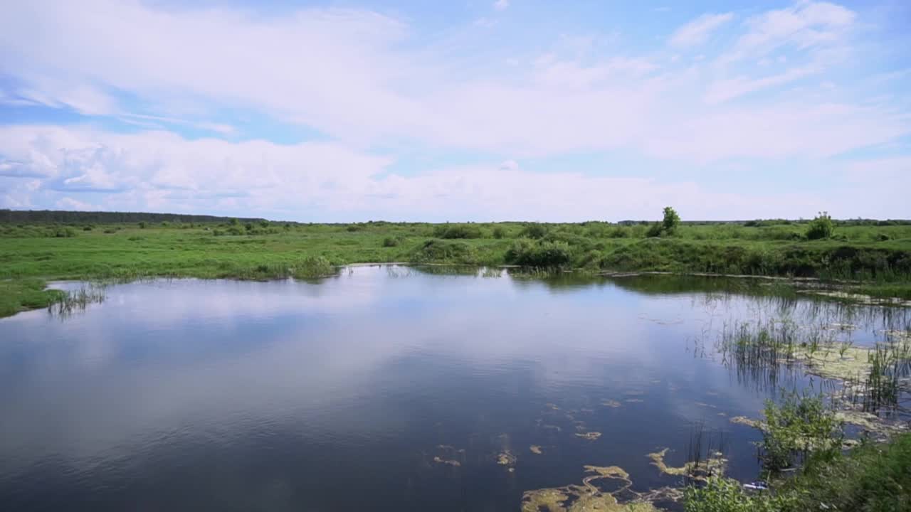 森林中的沼泽。农村的湿地。自然的景观。视频素材