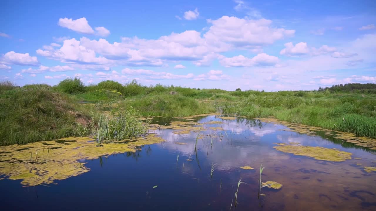 森林中的沼泽。农村的湿地。自然的景观。视频素材