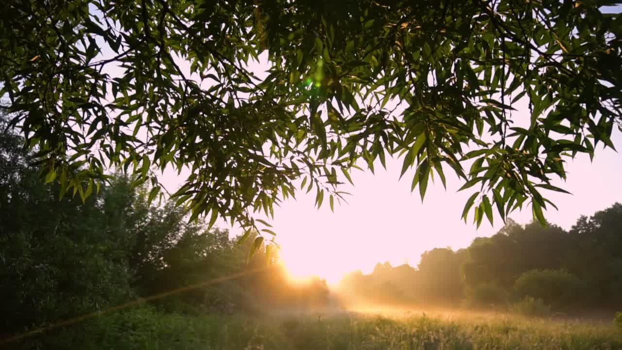 美丽的大自然在清晨，在日出时。傍晚薄雾中的阳光视频下载