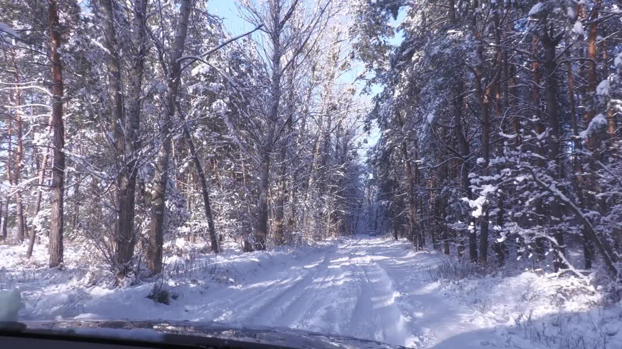 冬季森林景观视频素材