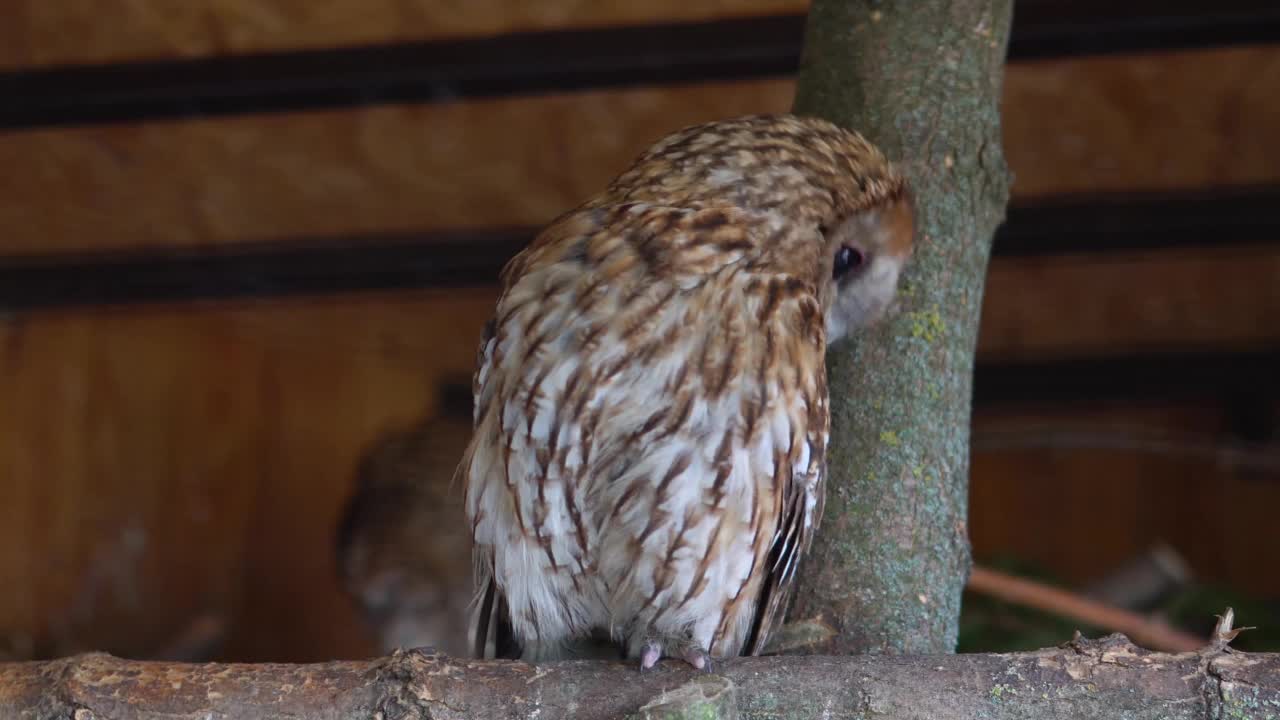 野生动物中有大眼睛的猫头鹰。动物园里美丽的鸟视频下载