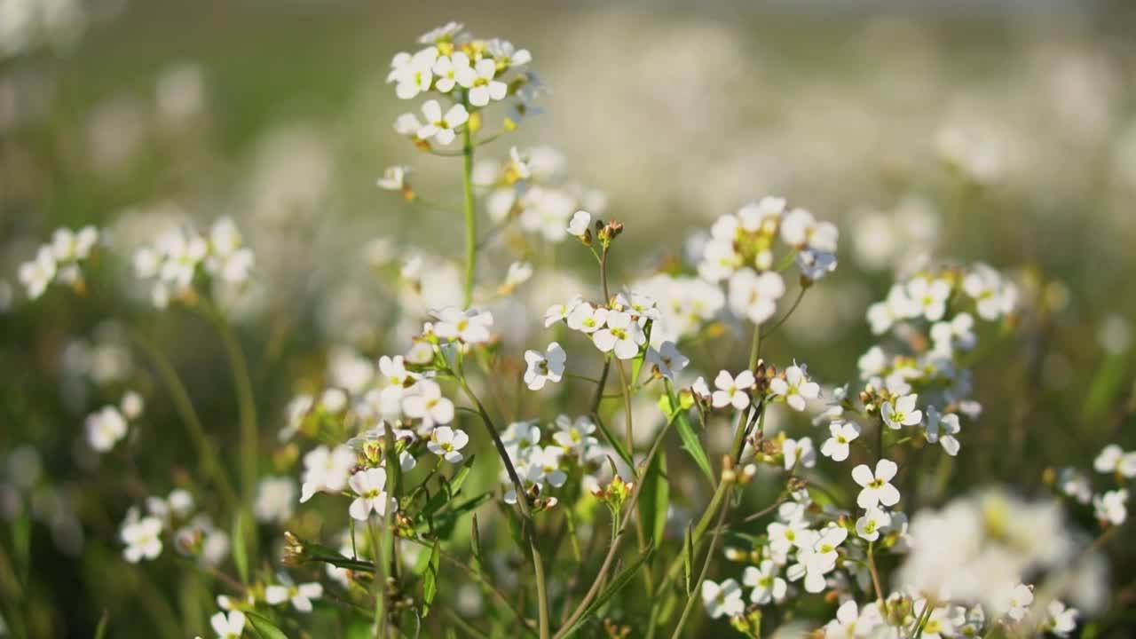 白色野花的花朵背景。夏天美丽的大自然视频素材