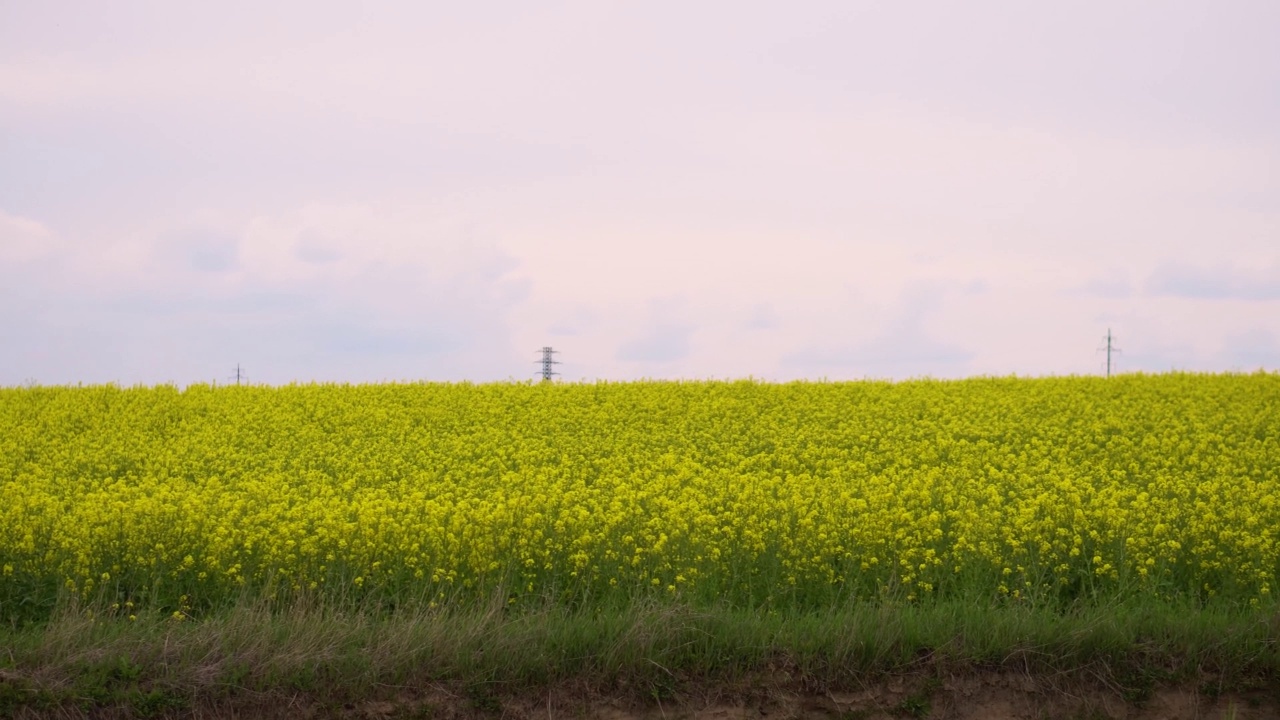 油菜花田。蓝色的天空映衬着明亮的黄色花朵。视频素材