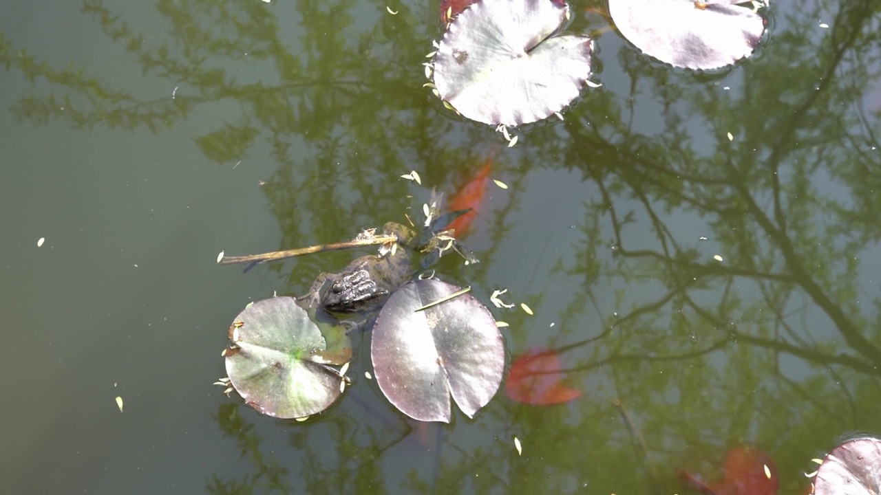 沼泽青蛙在池塘水或湖中游泳，在睡莲的叶子中，林蛙，林蛙，野生动物，动物学两栖动物视频素材