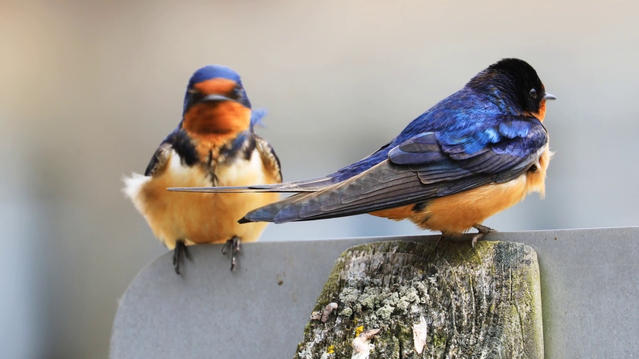 一对谷仓燕子，Hirundo rustica，在柱子上视频素材