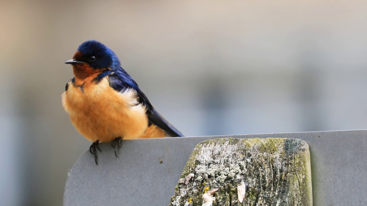 雄性谷仓燕子，Hirundo rustica，在柱子上视频素材