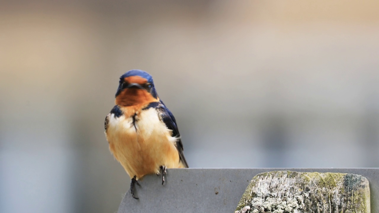 母燕子，Hirundo rustica，在一根柱子上休息视频素材