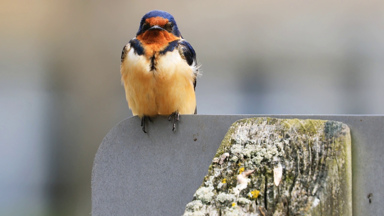 雌性谷仓燕，Hirundo rustica，在柱子上视频素材