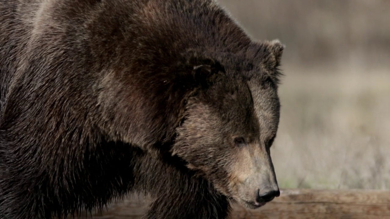 大雄性灰熊/野猪(Ursus arctos)追逐雌性的MS 4K镜头视频素材