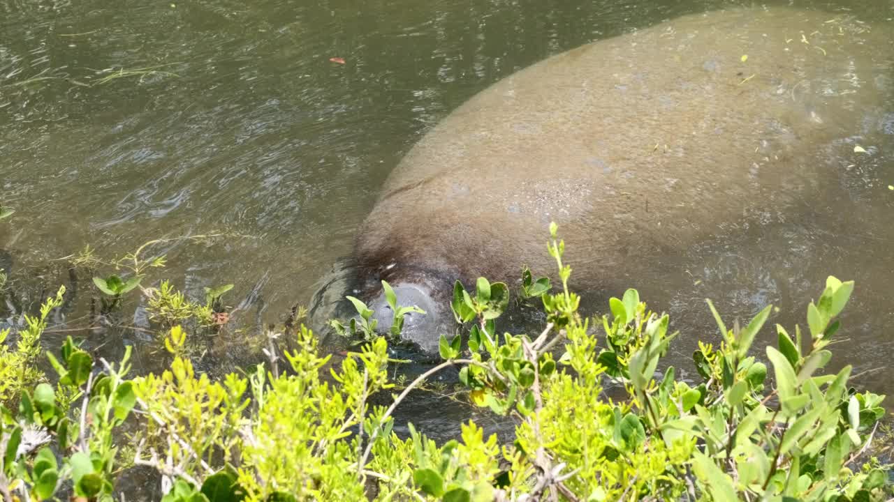 海牛吃视频下载