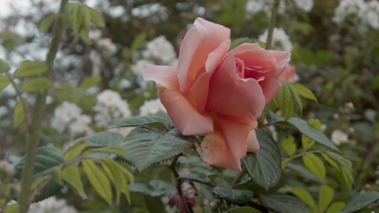 美丽的橙玫瑰在花园里视频素材