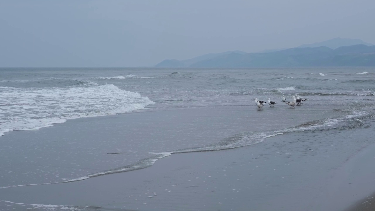 海鸥在海边。视频素材