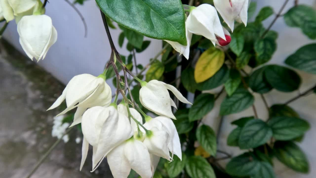 金莲花或滴血藤花植物有象牙白色的花，绿色的叶子与藤蔓视频素材