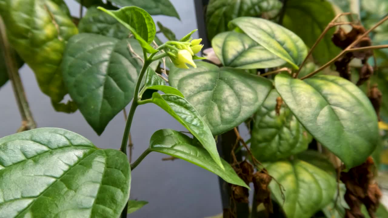 金莲花或滴血藤花植物有象牙白色的花，绿色的叶子与藤蔓视频素材