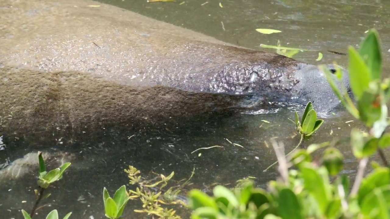 海牛喂养视频下载