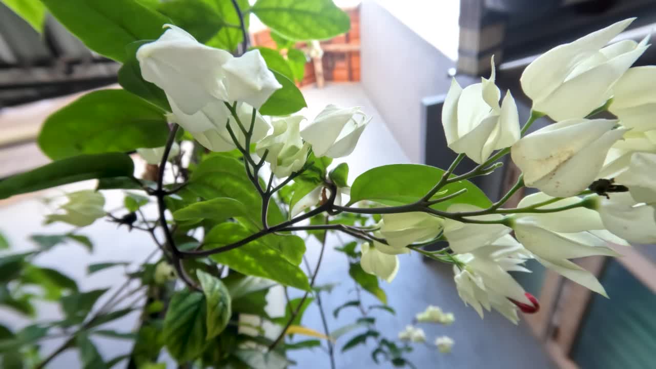 金莲花或滴血藤花植物有象牙白色的花，绿色的叶子与藤蔓视频素材