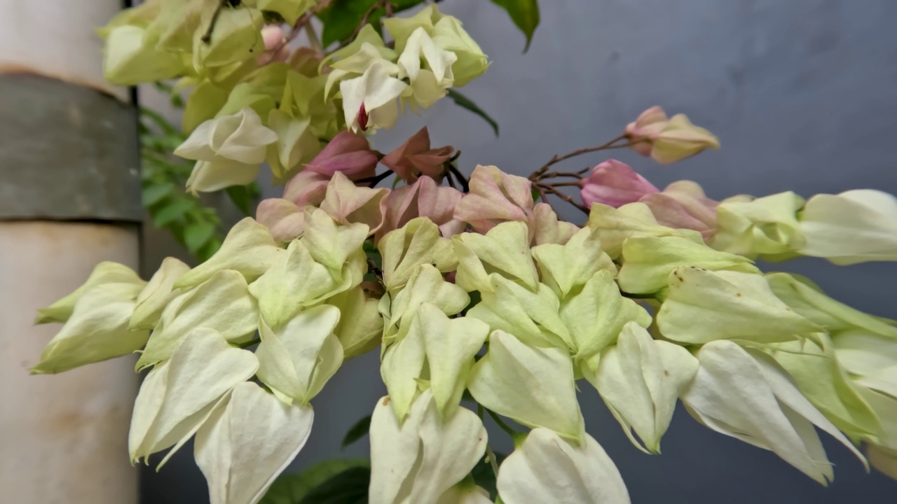 金莲花或滴血藤花植物有象牙白色的花，绿色的叶子与藤蔓视频素材