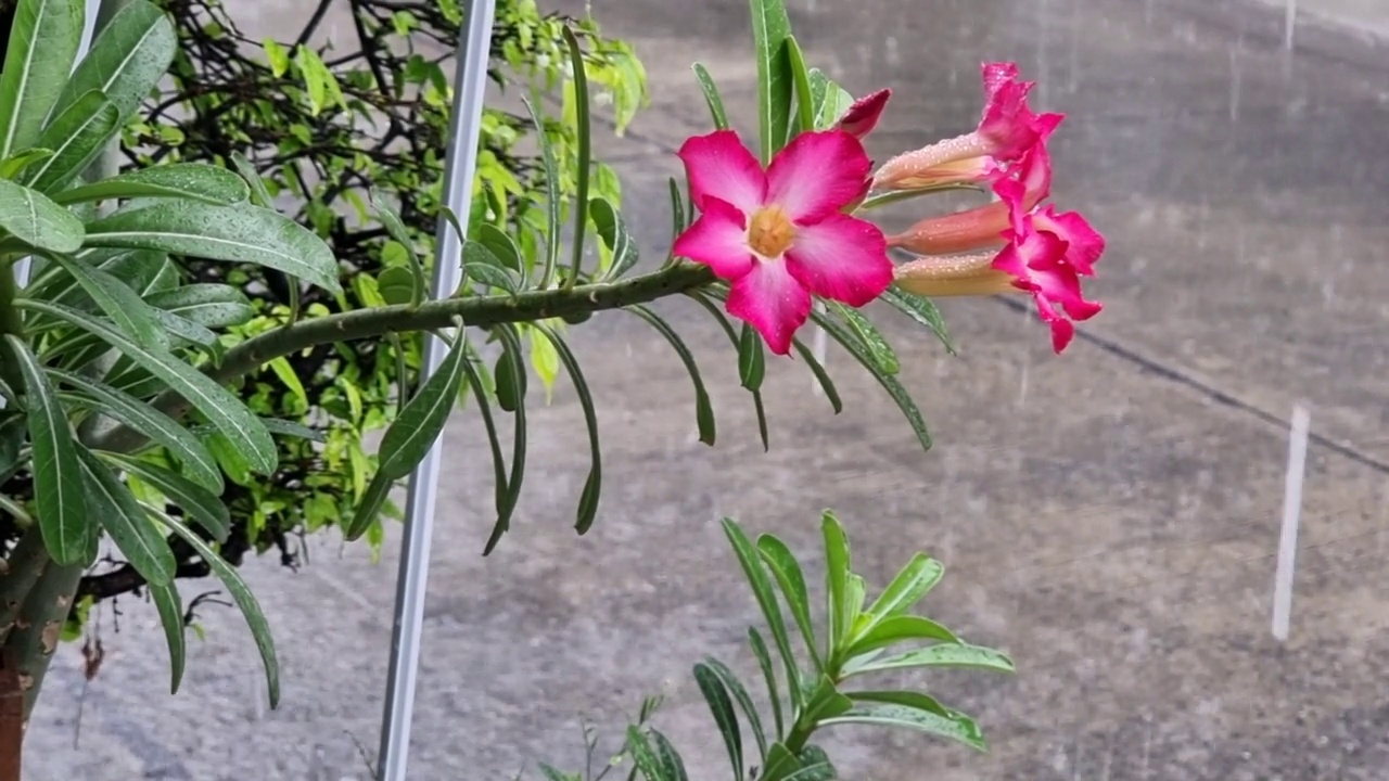 雨背景下的腺花视频素材