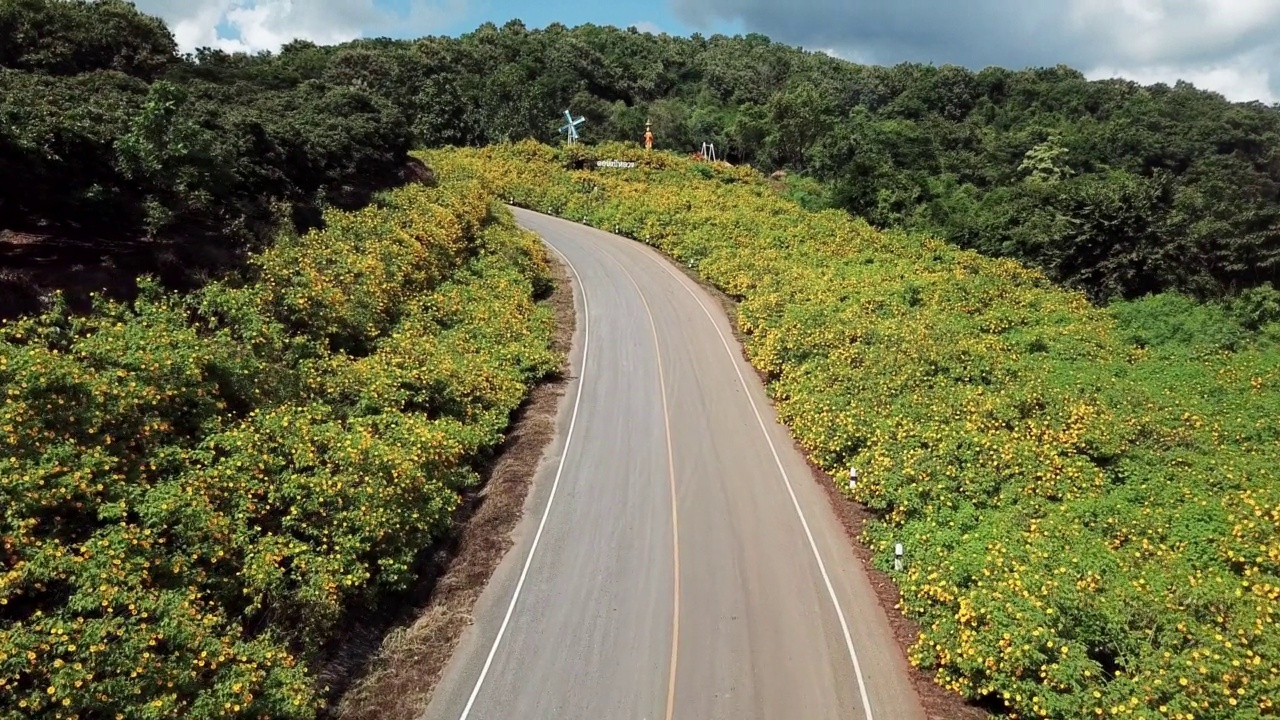 陡峭的道路上，美丽的墨西哥花朵盛开在Doi Pae Luang，这是泰国清莱省Phaya Mengrai区的标志性景点。视频素材